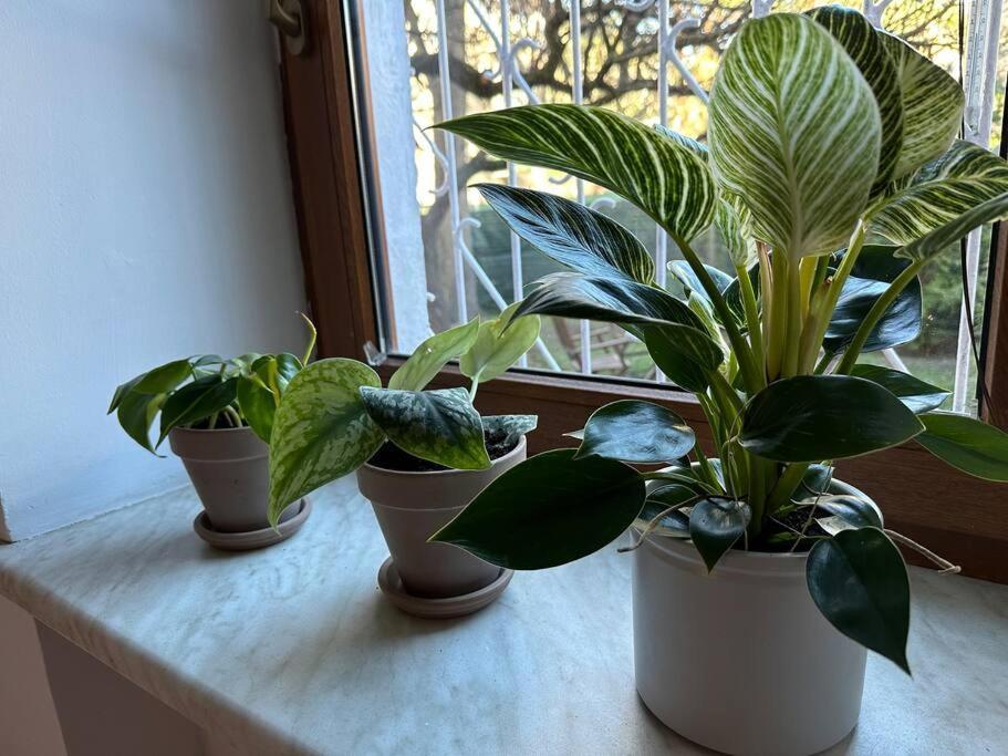 Stary Mokotow, Z Ogrodkiem Apartman Varsó Kültér fotó